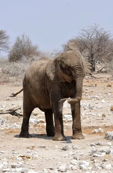 Namibya 'daki etosha parkında büyük bir Afrika fili (Loxodonus africana).