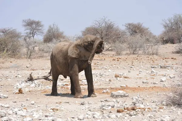 Namibya 'daki Etoşa Ulusal Parkı' nda şirin bir Afrika filinin yakın plan fotoğrafı.