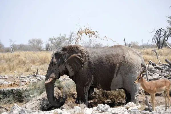 Savanadaki bir erkek filin yakın çekimi.