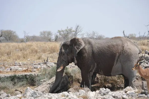 Afrika fili, Loxodonta Africana, Etoşa Ulusal Parkı, Namibya