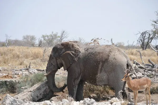 Namibya 'nın savanındaki Afrika fili.