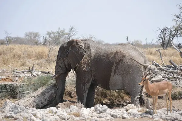 Afrika savana filler