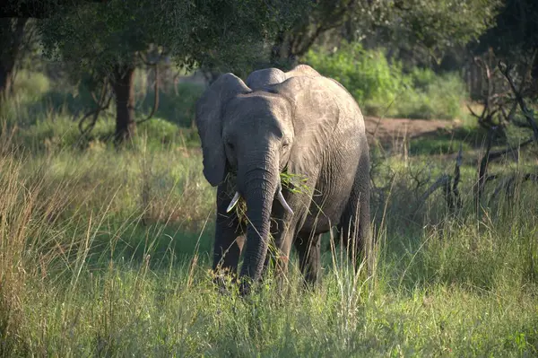 Afrika 'da savanada yürüyen buzağılı fil.