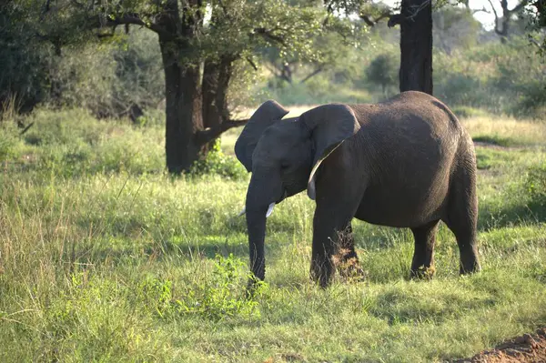 Ulusal Park 'taki büyük fil, Kenya, Afrika