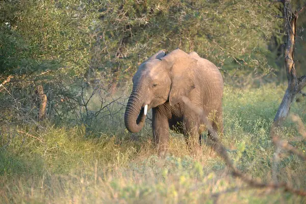 Kenya bozkırında güzel bir fil resmi.