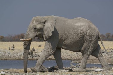 Afrika fili, Loxodonta Africana, Etoşa Ulusal Parkı, Namibya 'da içme suyu. Afrika