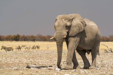 Etoşa Ulusal Namibya 'daki fil