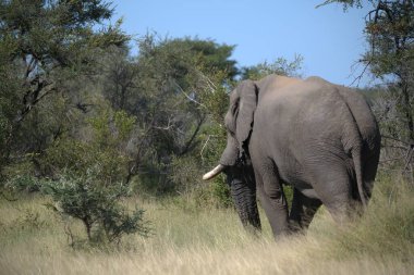 Kenya savanındaki büyük Afrika fili.