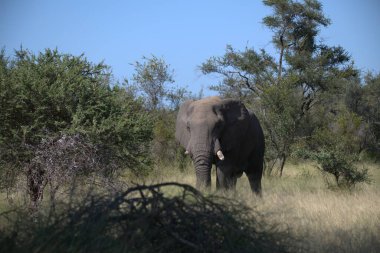 Loxodonta afrikana 'daki Afrika fili
