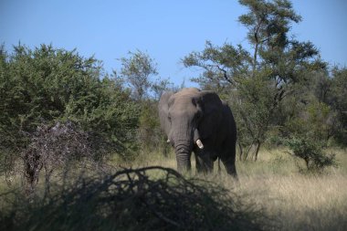 Afrika fili Kruger Park, Güney Afrika 'da
