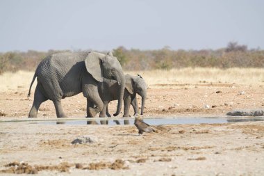 Afrika fili sudan su içiyor