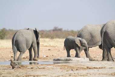 Afrika savanasındaki filler
