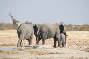 Afrika filleri ziyarette200