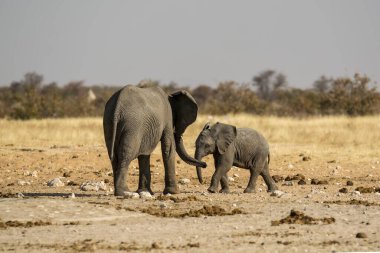 Kenya savanındaki fil