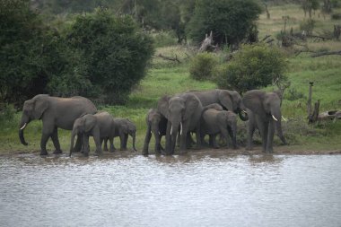 Chobe Ulusal Parkı, Botswana 'daki su birikintisindeki Afrikalı fil ailesi.