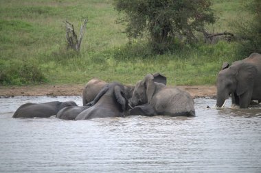 Nehirde Afrika filleri