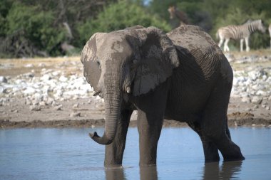 Afrika fili içme suyu