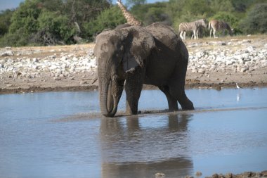 Afrika, Namibya 'daki Etoşa Ulusal Parkı' nın su birikintisindeki fil.