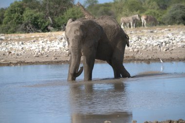 Fil etkin Milli Parkı'nda