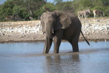Nehir çukurundaki fil.
