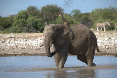 Etoşa Ulusal Parkı 'ndaki su birikintisinde Afrika fili