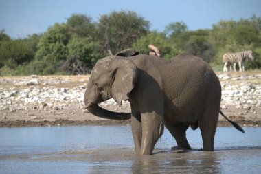 Afrika fili, lodonana afrika, afrika, loxodonta africana