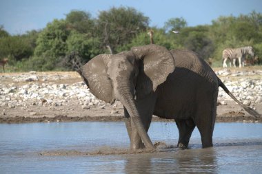 Kenya Ulusal Parkı 'ndaki Afrika fili