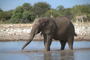Güney Afrika 'daki Kruger Ulusal Parkı' nda fil.