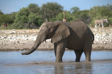 Afrika fili Kruger Ulusal Parkı, Güney Afrika