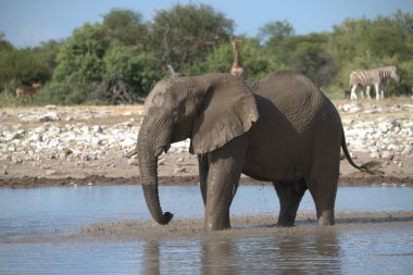 Afrika bozkırında güzel bir fil resmi.
