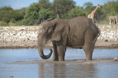 Su birikintisindeki su birikintisindeki fil