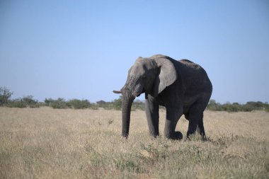 fil Kenya Milli Parkı