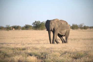Kenya bozkırında büyük bir fil