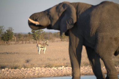 Afrika çalı fili Kruger Ulusal Parkı, Güney Afrika; Bobodae familyasından Specie Loxodonta Africana