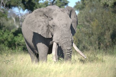 Bir parktaki Afrika fili (xodonta africana)