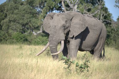 Savannah Afrika'nın büyük fil