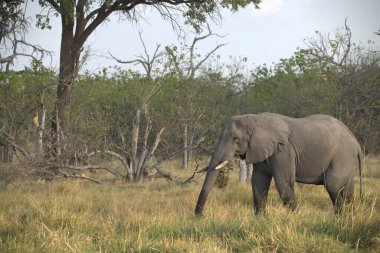 Afrika bozkırında büyük bir fil