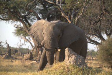 Afrika 'nın güneyindeki Kruger Ulusal Parkı' nda büyük bir Afrika fili.
