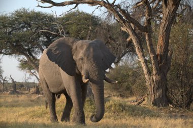 Afrika bozkırında büyük bir fil.