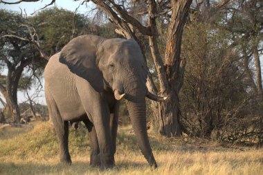 Kenya savanındaki Afrika fili