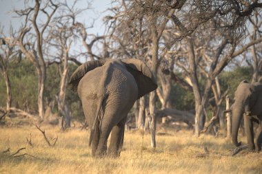 Kenya savanındaki fil