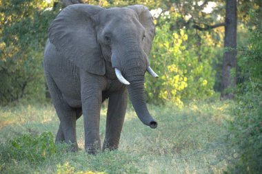 Kenya bozkırında bir fil