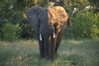 Savanadaki bir filin yakın çekimi.