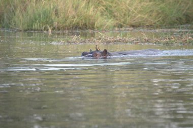 Hipopotam, hipopotam bius bius, Botswana, Afrika 'daki Chobe Ulusal Parkı' nda Chobe Nehri 'nin suyunda.