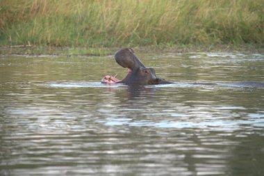 Suda yüzen siyah bir ayı.