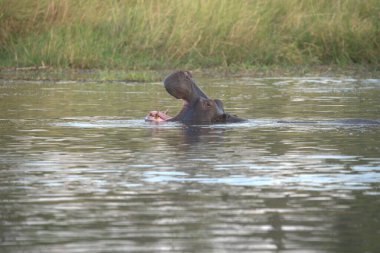 Gölde yüzen dişi bir fil.