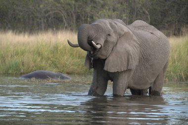 Suda kocaman bir fili olan büyük bir Afrika fili.