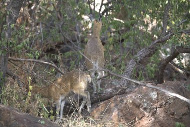 Ormandaki genç geyik