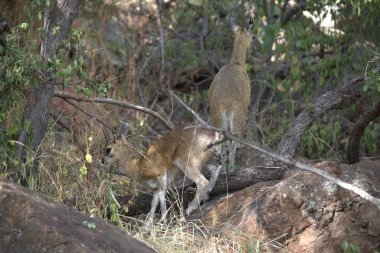 Doğada iki vahşi mirket