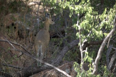 Ormandaki kırmızı geyik